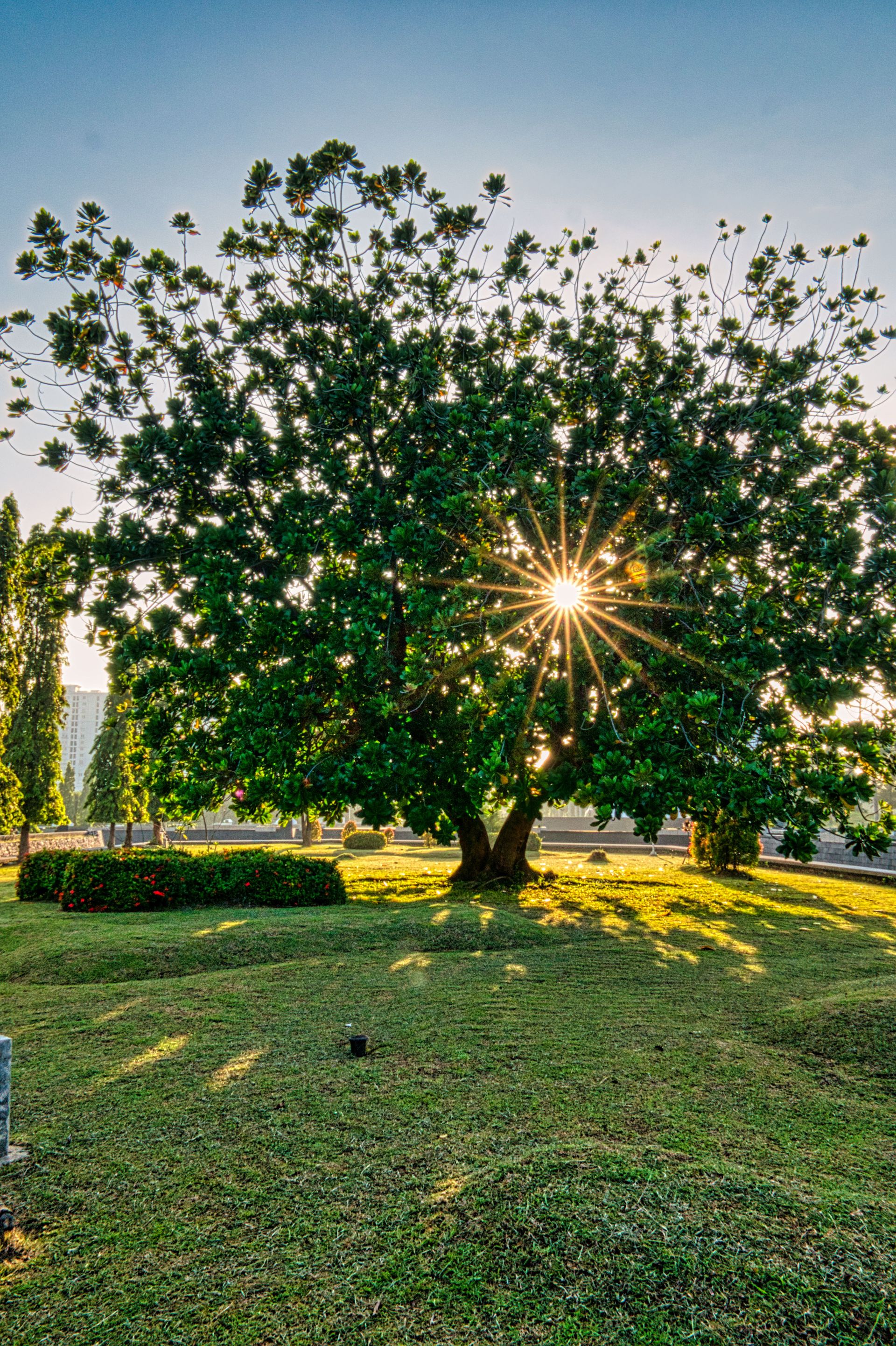 Tall tree with lush green foliage growing on grassy ground in garden with bright sunlight and bushes on summer day